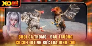 Chọi Gà Thomo